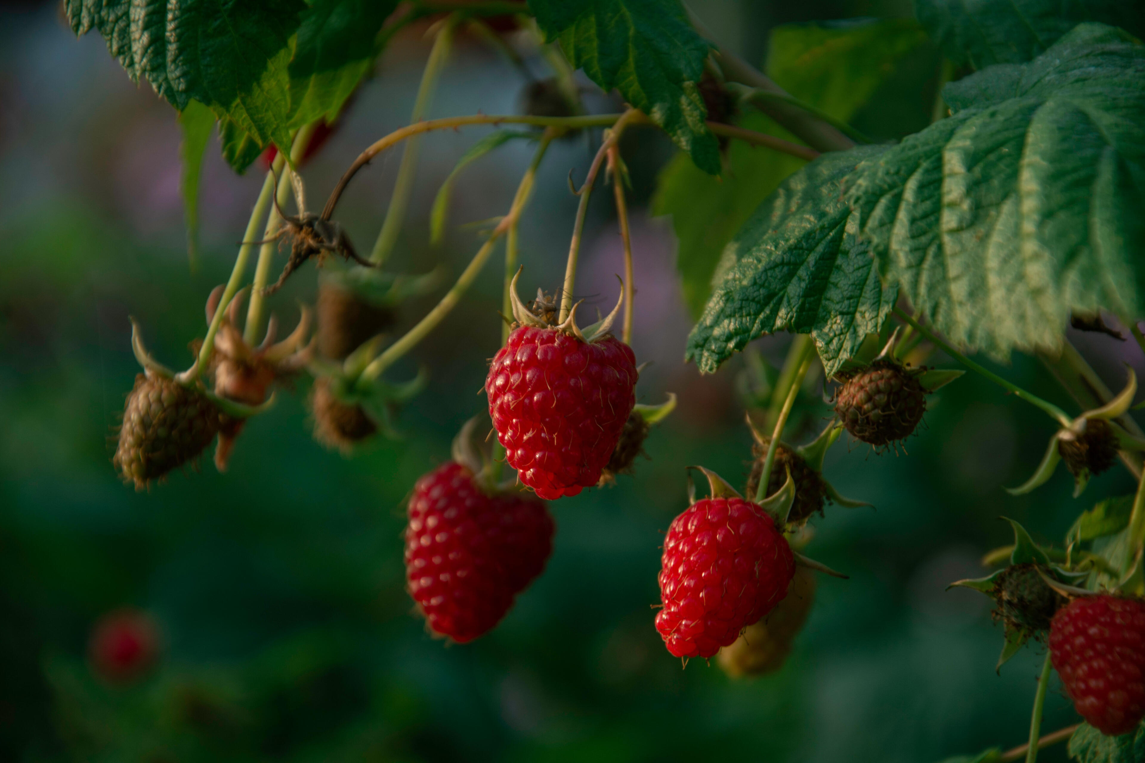 Raspberry farm north west tasmania A vibrant close-up of freshly harvested, plump red raspberries from a local farm in North West Tasmania.